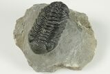 2.1" Detailed Morocops Trilobite Fossil - Morocco - #202992-5